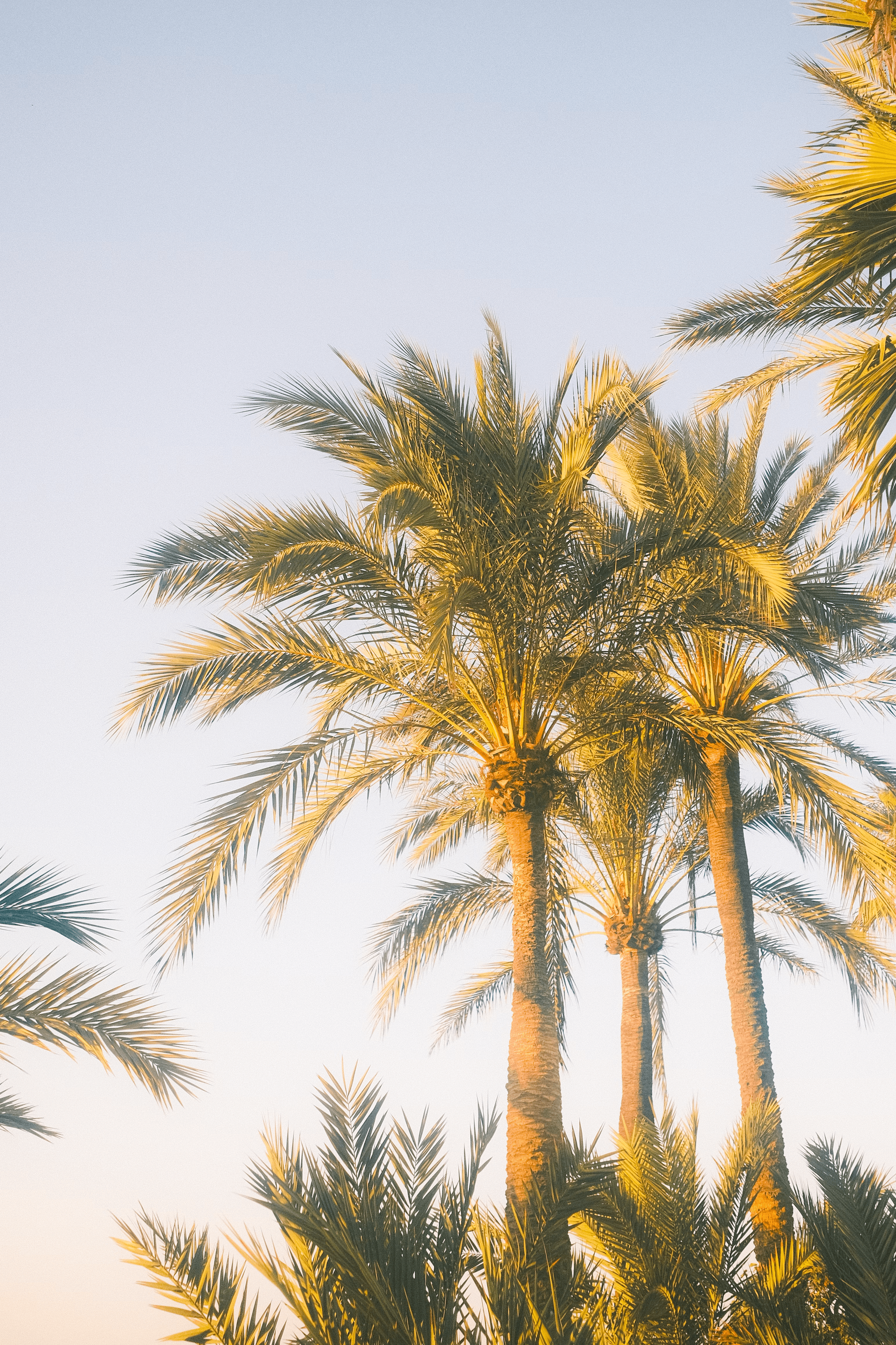 PALM TREES